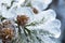 Frozen pine cones closeup