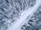 Frozen Pine Forest From the Aerial view