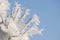 Frozen pine needles with winter rime and frost crystals in sunlight