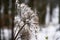 Frozen plant, plant covered in frost, large plant in winter