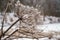 Frozen plant, plant covered in frost, large plant in winter