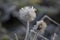 Frozen plant succisa pratensis  on Icy Autumn Morning