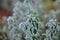 Frozen plants in autumn. Dry flowers covered with the hoar-frost