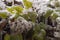 Frozen plants - Clematis vitalba