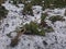 Frozen plants in the snow