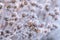 Frozen plants in winter. Dry flowers covered with the hoar-frost.Winter background. Frozen bushes in early morning close up. First