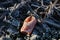 Frozen plastic bottle as waste in Park Hitland in nieuwerkerk aan den IJssel , the Netherlands