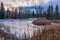 Frozen pond with cattails in Winter