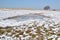 Frozen pond in the dunes.