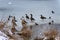 Frozen pond and falling snow with a variety of waterfowl