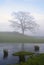 Frozen Pond and Tree on a Misty Winter Evening