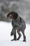 Frozen puppy of hunting dog on the walking