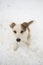 Frozen puppy looking at the camera stands in the snow