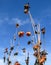 Frozen red flowers dahlias against the blue sky