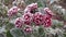 Frozen red rose closeup, late autumn