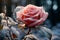 A frozen red rose, surrounded by snow, creates a magical, romantic backdrop