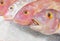 Frozen Red Tilapia Fishes On Ice
