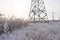 frozen reed plants in a swamp area.