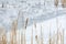Frozen reeds over icy lake. Snowy winter landscape with dry frozen reeds on the shoreline. .