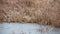 Frozen reeds in a swamp in the forest. Winter season, January