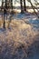 Frozen reeds and twigs, winter season concept