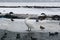 Frozen river with swans, seagulls, ducks and coots eating