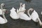 Frozen river with swans, seagulls, ducks and coots eating