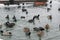 Frozen river with swans, seagulls, ducks and coots eating