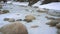 Frozen river in winter covered with thin ice, stones visible above, low angle view