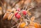 Frozen Rosa Canina, yellow leaves of bush covered with ice.