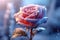 Frozen Rose Against Blurred Raining Background