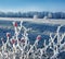 Frozen rose hips