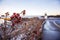 Frozen roses by Lobster point lighthouse along the rocky coast of Maine on the Marginal Way path in Ogunquit during winter