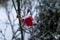 Frozen roses and plant covered by snow and ice in winter.