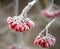 Frozen rowan berries