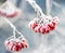 Frozen rowan berries