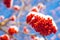 Frozen rowan berries in snow, clear blue sky