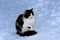 Frozen sad cat on a winter background. Spotted cat in the snow. Frozen paws