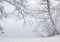 A Frozen scenery with frosty branches and trees