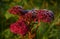 Frozen sedum flowers in winter garden