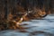 frozen shore with a bare tree lying, coastal reeds in ice and forest. early cold spring