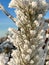 frozen and snow-covered pine needles in the sun in winter. close shooting