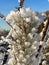 frozen and snow-covered pine needles in the sun in winter. close shooting