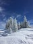 Frozen snow covered trees with bright blue skies