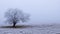 Frozen Solitude: Steppe Tree in the Frost