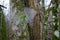 Frozen spiderweb in forest during winter season