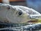 Frozen sprat with close-up head