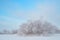 Frozen sprawling willow in snowy meadow.