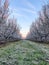 Frozen Springtime Orchards Landscape in Modesto a California
