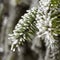 Frozen spruce branch